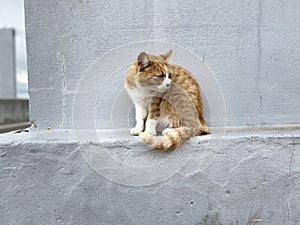 Cat in Setouchi Triennale